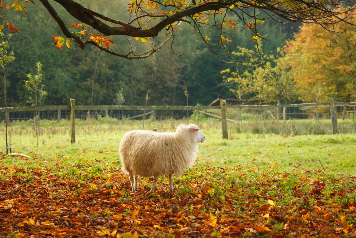 Herbst, Herbstwald, Hirsch, Schaf, Herbstimpressionen, Autumn, Fall, der Herbst ist da, Herbstwanderung, benbino