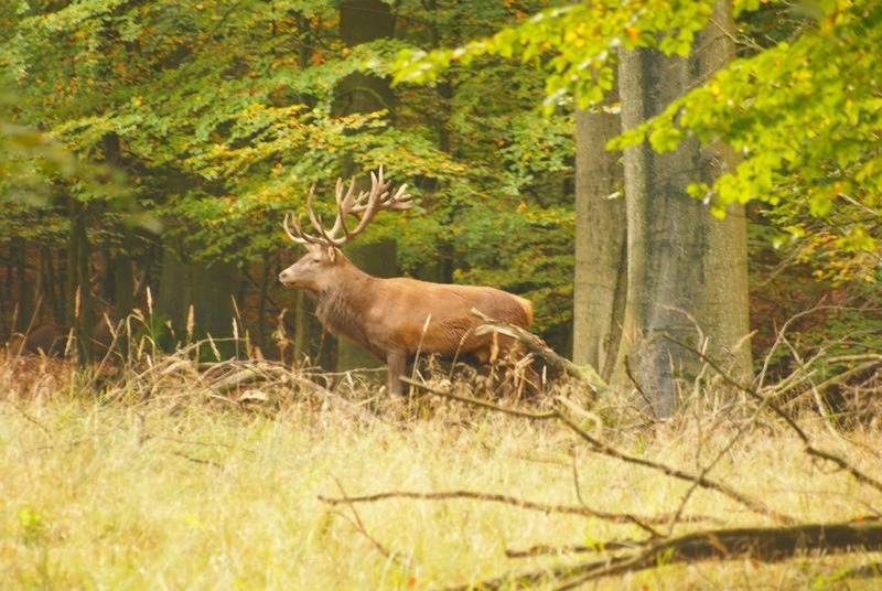 Herbst, Herbstwald, Hirsch, Schaf, Herbstimpressionen, Autumn, Fall, der Herbst ist da, Herbstwanderung, benbino