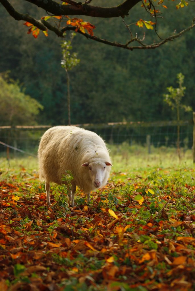 Herbst, Herbstwald, Hirsch, Schaf, Herbstimpressionen, Autumn, Fall, der Herbst ist da, Herbstwanderung, benbino