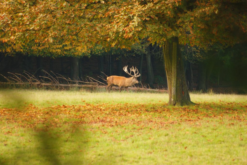 Herbst, Herbstwald, Hirsch, Schaf, Herbstimpressionen, Autumn, Fall, der Herbst ist da, Herbstwanderung, benbino