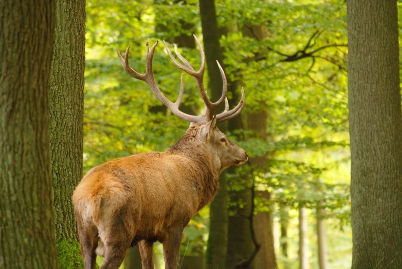 Herbst, Herbstwald, Hirsch, Schaf, Herbstimpressionen, Autumn, Fall, der Herbst ist da, Herbstwanderung, benbino
