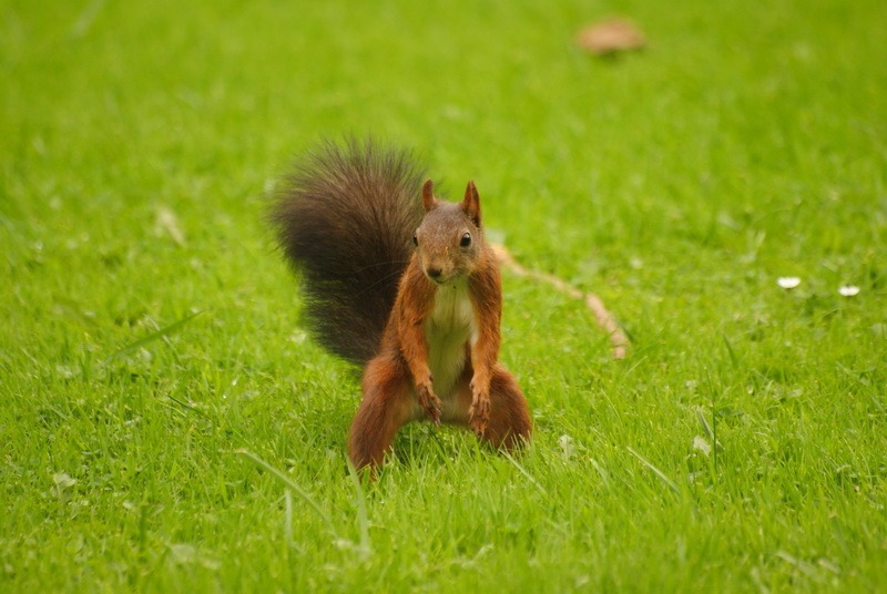 Herbst, Herbstwald, Hirsch, Schaf, Herbstimpressionen, Autumn, Fall, der Herbst ist da, Herbstwanderung, benbino