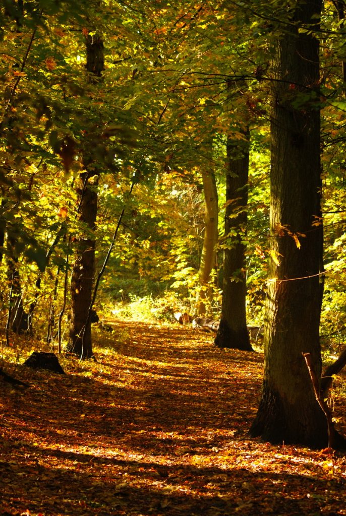 Herbst, Herbstwald, Hirsch, Schaf, Herbstimpressionen, Autumn, Fall, der Herbst ist da, Herbstwanderung, benbino