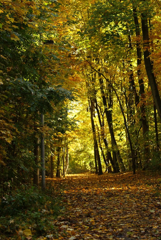 Herbst, Herbstwald, Hirsch, Schaf, Herbstimpressionen, Autumn, Fall, der Herbst ist da, Herbstwanderung, benbino