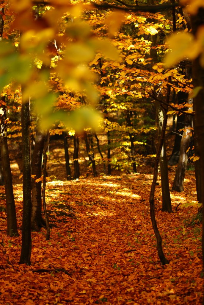Herbst, Herbstwald, Hirsch, Schaf, Herbstimpressionen, Autumn, Fall, der Herbst ist da, Herbstwanderung, benbino