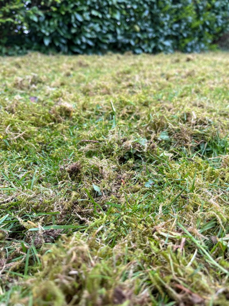 Gloria, Multibrush, Akku, Fugenreiniger, Vertikutierer, Fugen reinigen, Pflasterfugen, Terrassenfugen, Plattenfugen, Garten, Unkrautentfernung, Unkraut entfernen, benbino