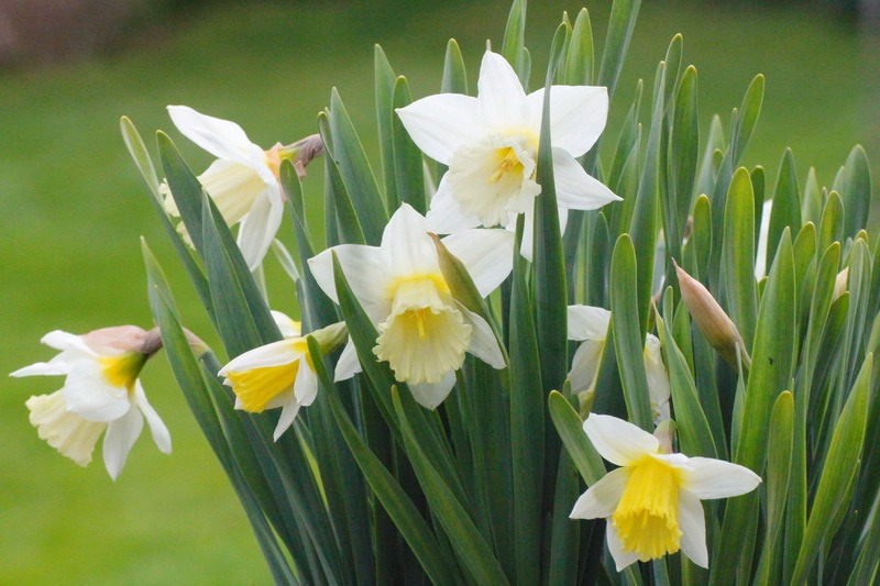 April, Tschüss April, hallo Mai, April im Garten, Gartenmonat, April 2023, Gartenarbeit, der Garten im April, gardening, benbino