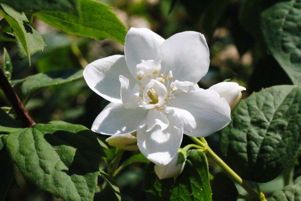 Jasmin, Bauernjasmin, weißer Garten, white garden, Mondgarten, weiße Hecke, weiße Blütenhecke, weiße Blütenbüsche, weiße Pflanzen, weiße Blühpflanzen, Blütezeit Juni / Juli, benbino