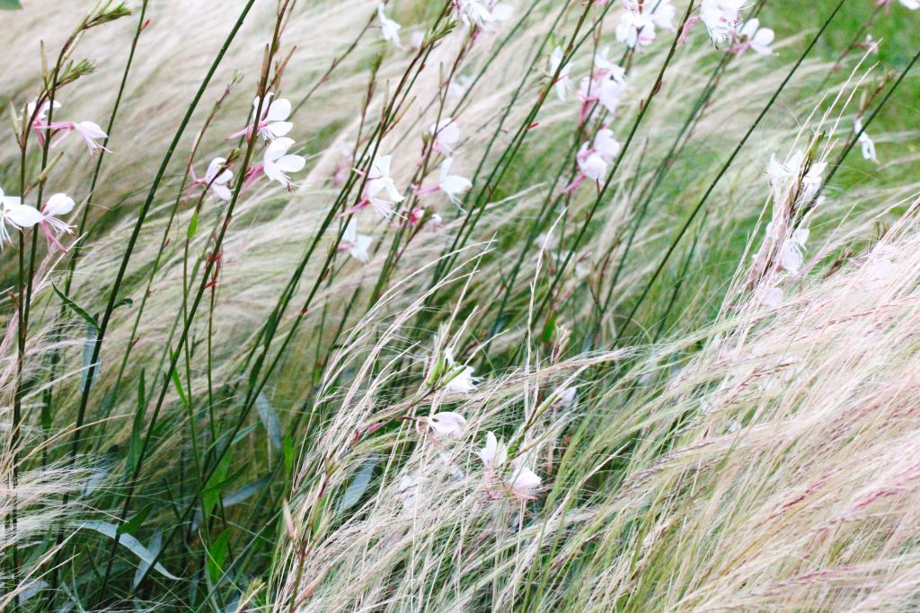 Juli, Tschüss Juli, hallo August, Garten, Gartenmonat, Juli 2023, Gartenarbeit, der Garten im Juli, gardening, benbino, Baumbad