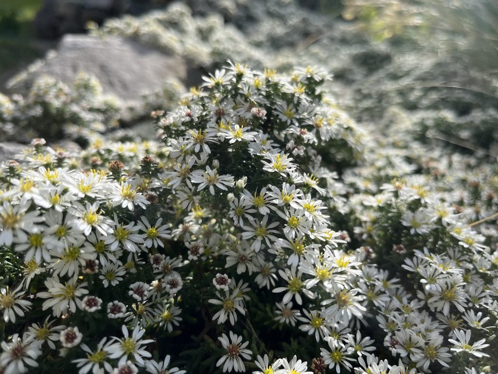 Juli, Tschüss Oktober, hallo November, Garten, Gartenmonat, Oktober 2023, Gartenarbeit, der Garten im Oktober, gardening, benbino,