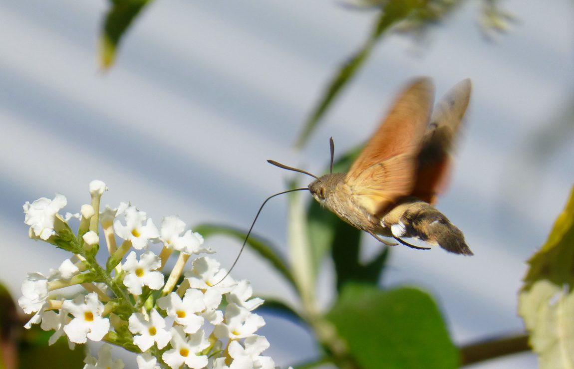 Taubenschwänzchen, Schmetterling, Kolibri, Garten, Insekten,