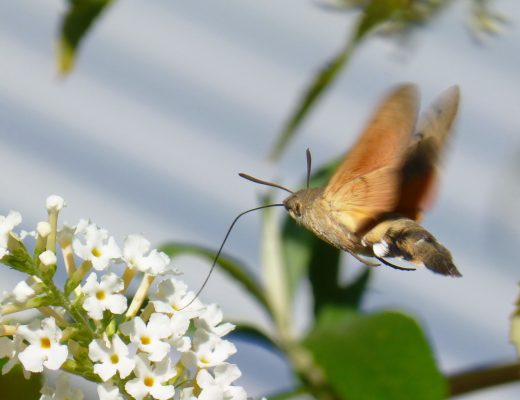 Taubenschwänzchen, Schmetterling, Kolibri, Garten, Insekten,