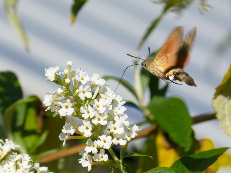 Taubenschwänzchen, Schmetterling, Kolibri, Garten, Insekten,