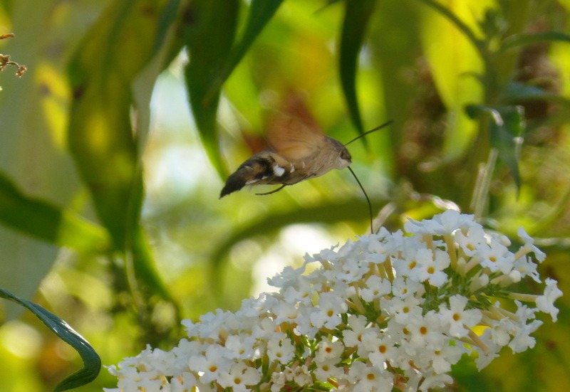 Taubenschwänzchen, Schmetterling, Kolibri, Garten, Insekten,