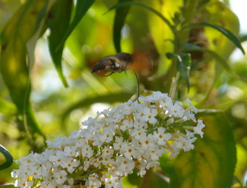 Taubenschwänzchen, Schmetterling, Kolibri, Garten, Insekten,