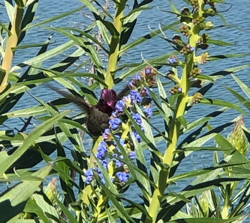 Taubenschwänzchen, Schmetterling, Kolibri, Garten, Insekten,