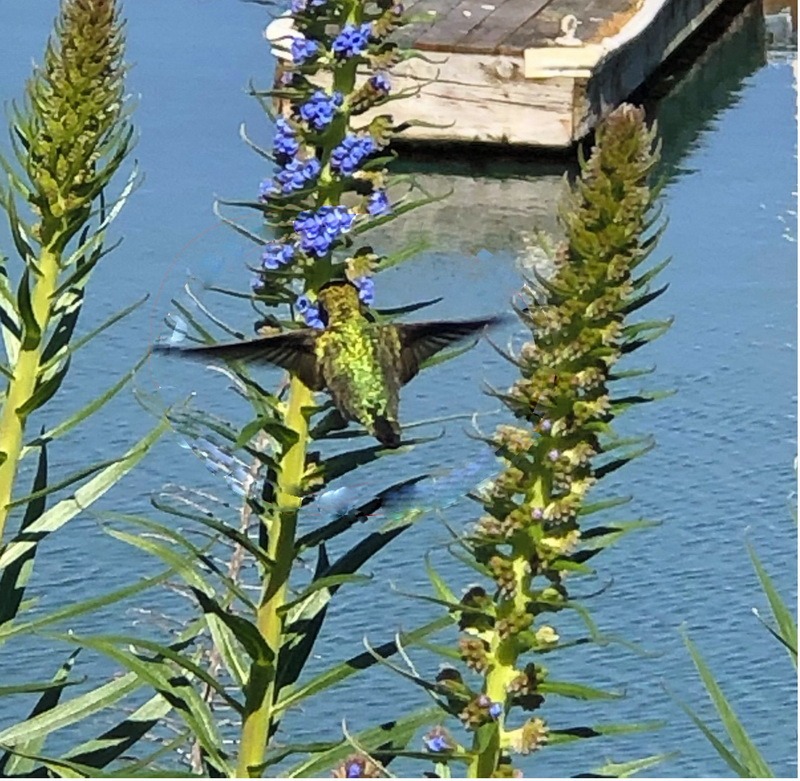 Taubenschwänzchen, Schmetterling, Kolibri, Garten, Insekten,