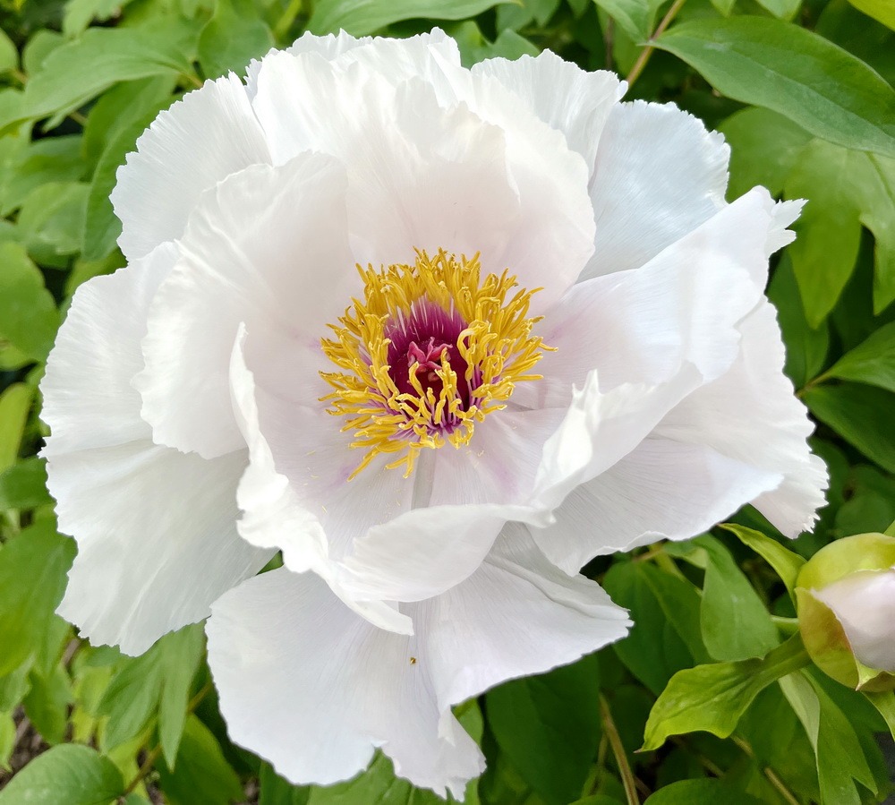 Garten, mein Garten, benbino, Kärcher, kärchern, Baumpfingstrose, Garten im April, Garten im Mai, Fingerhut, Allium, Teakholzmöbel, Teakholzterrasse, Holzterrasse