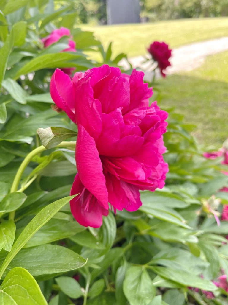 Garten, mein Garten, benbino, Kärcher, kärchern, Baumpfingstrose, Garten im April, Garten im Mai, Fingerhut, Allium, Teakholzmöbel, Teakholzterrasse, Holzterrasse