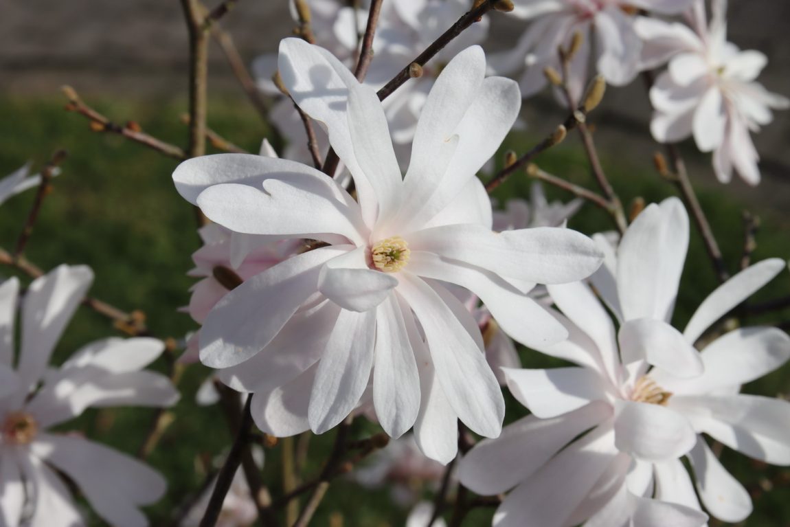 benbino, Blog, Garten, Gartenrückblick, Monatsrückblick, März 2025, Frühling, Frühlingsboten, Frühblüher