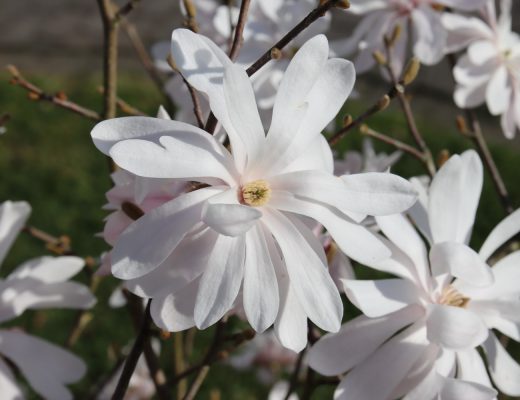 benbino, Blog, Garten, Gartenrückblick, Monatsrückblick, März 2025, Frühling, Frühlingsboten, Frühblüher