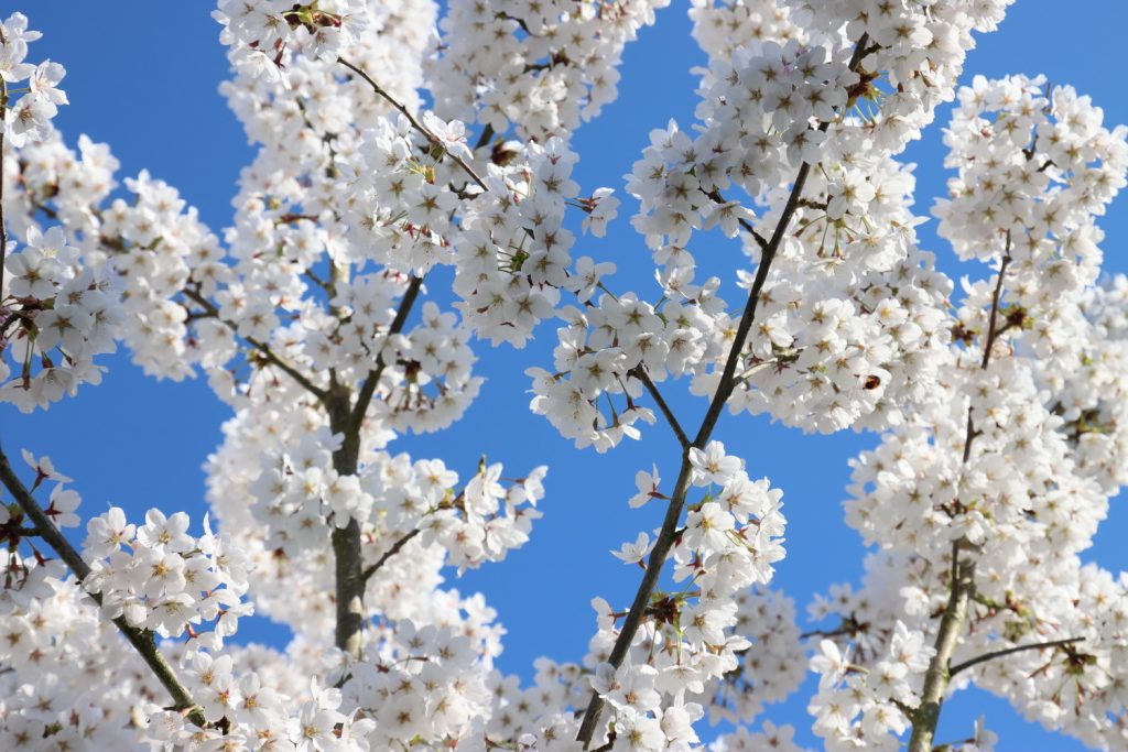 benbino, Blog, Garten, Gartenrückblick, Monatsrückblick, März 2025, Frühling, Frühlingsboten, Frühblüher