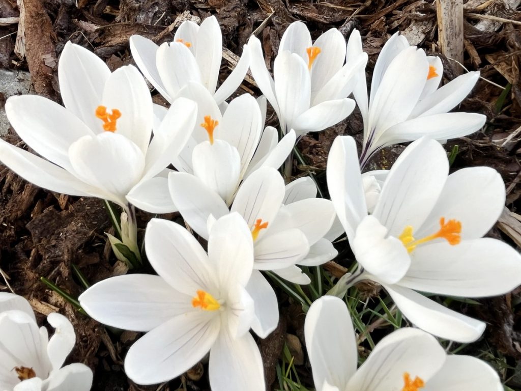 benbino, Blog, Garten, Gartenrückblick, Monatsrückblick, März 2025, Frühling, Frühlingsboten, Frühblüher