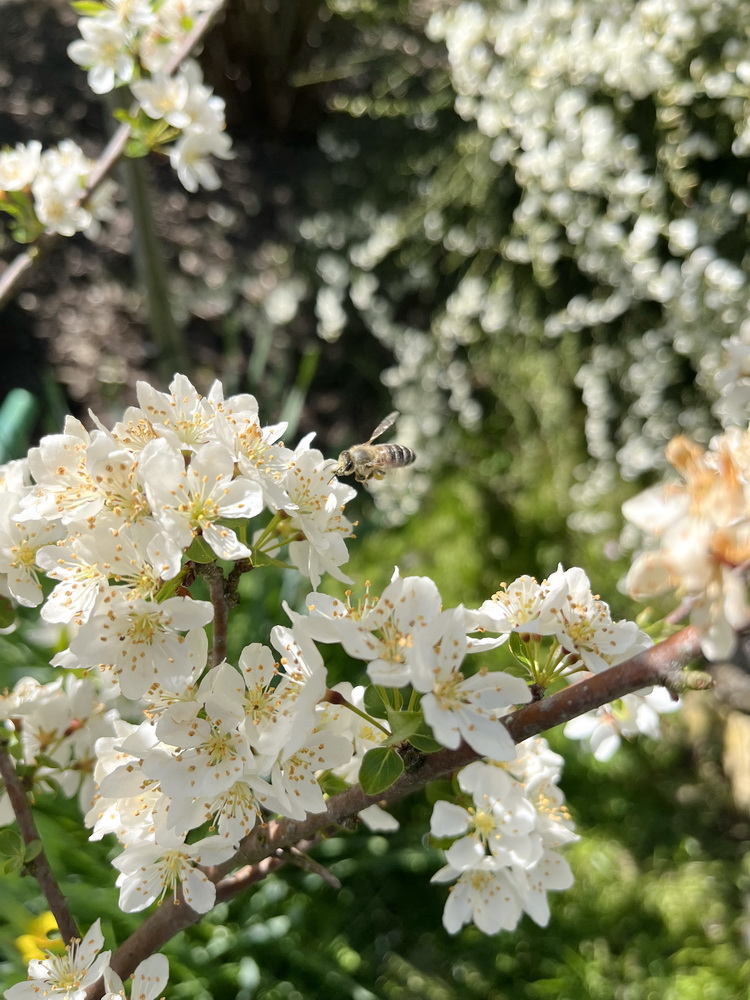 benbino, Blog, Garten, Gartenrückblick, Monatsrückblick, April 2025, Frühling, Frühlingsboten, Frühblüher