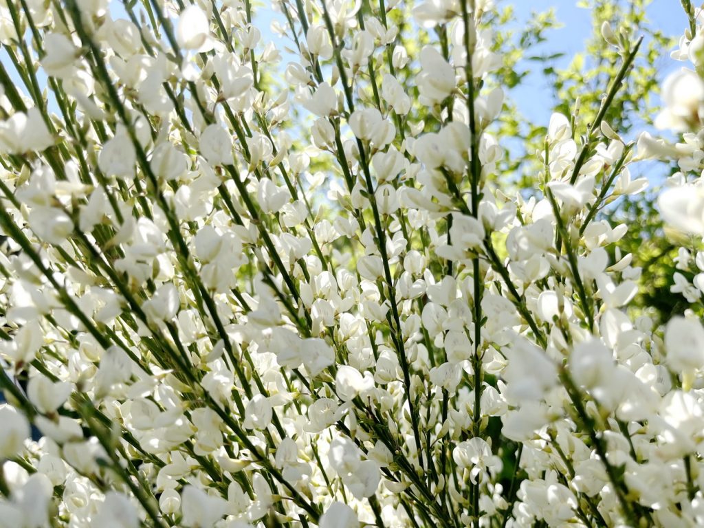 benbino, Blog, Garten, Gartenrückblick, Monatsrückblick, April 2025, Frühling, Frühlingsboten, Frühblüher