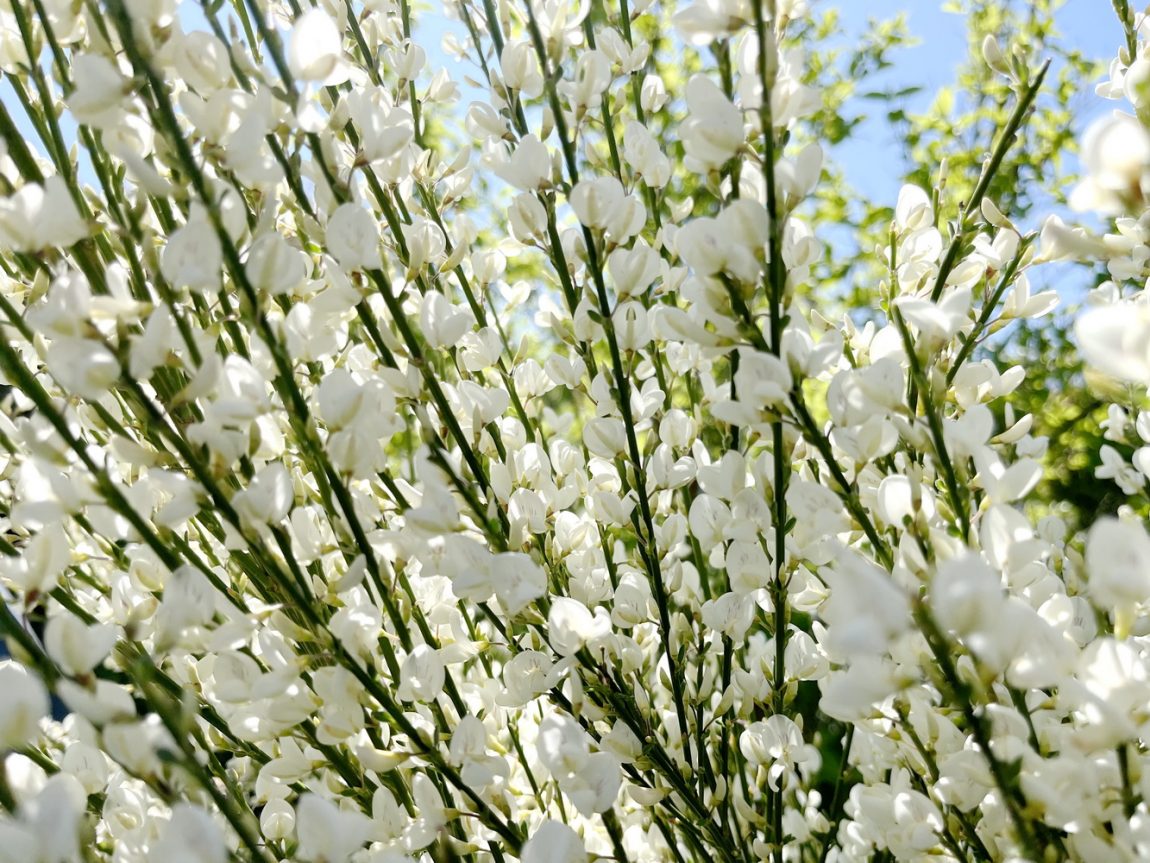 benbino, Blog, Garten, Gartenrückblick, Monatsrückblick, April 2025, Frühling, Frühlingsboten, Frühblüher