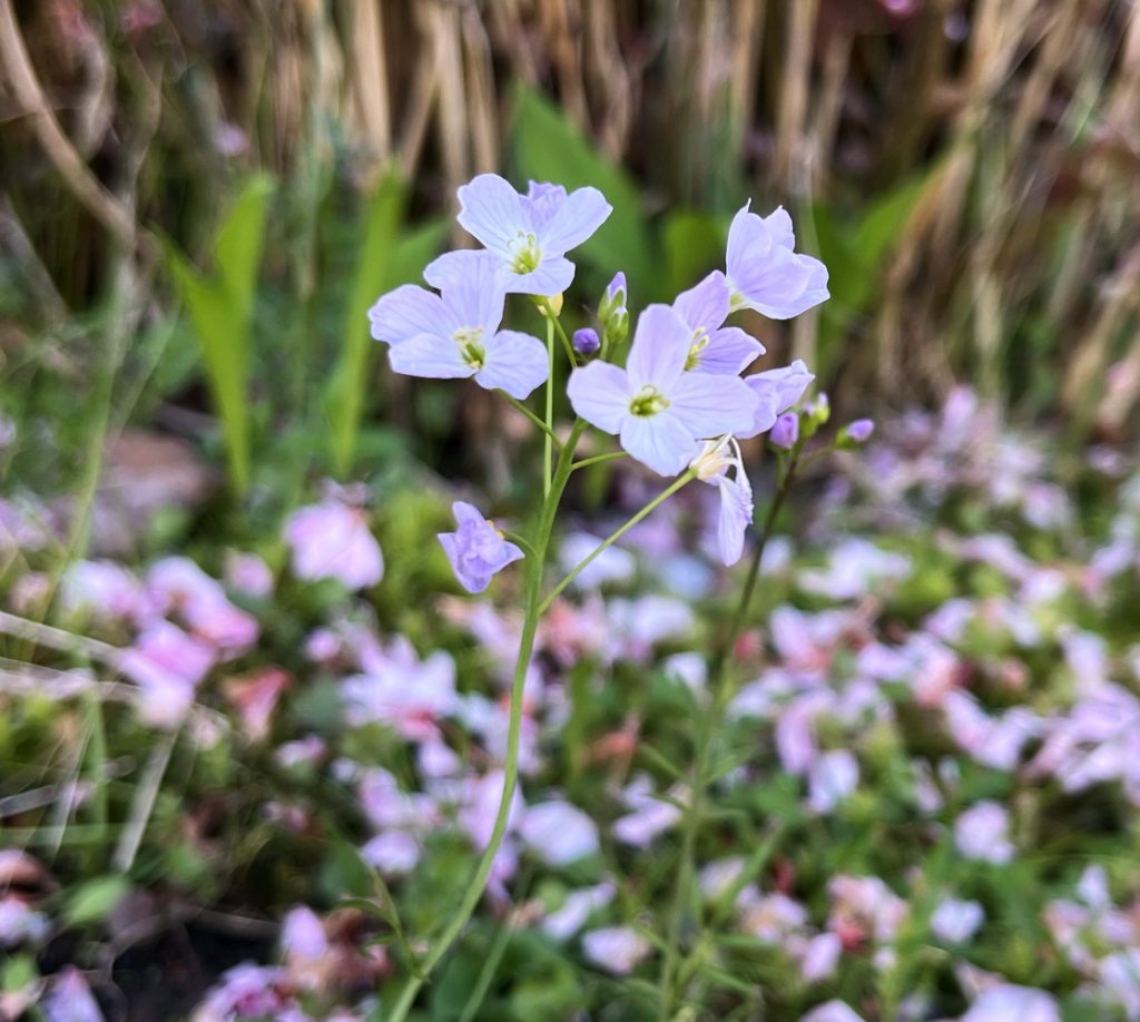 benbino, Blog, Garten, Gartenrückblick, Monatsrückblick, April 2025, Frühling, Frühlingsboten, Frühblüher
