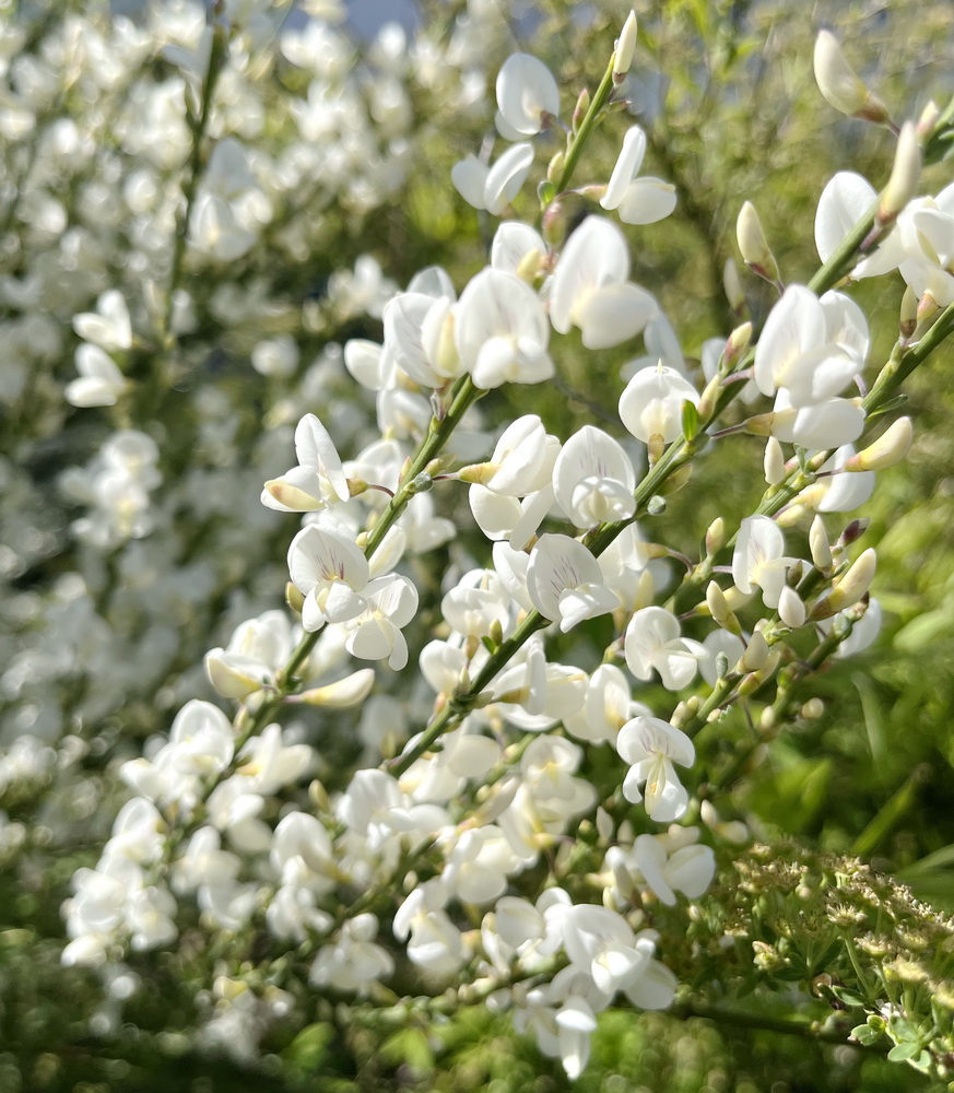 benbino, Blog, Garten, Gartenrückblick, Monatsrückblick, April 2025, Frühling, Frühlingsboten, Frühblüher