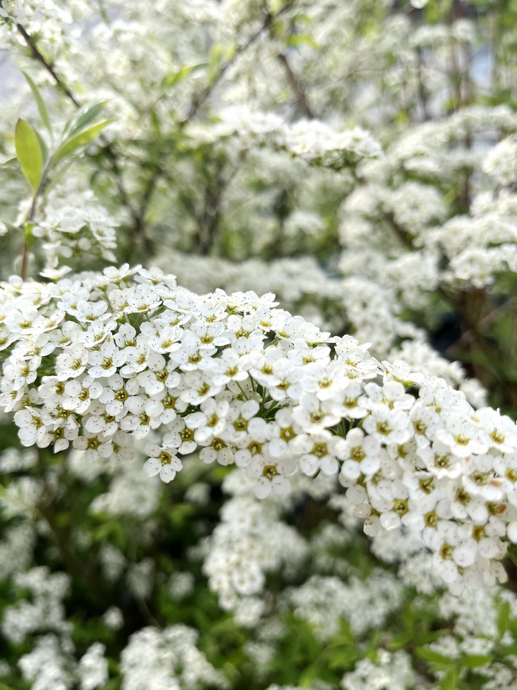 benbino, Blog, Garten, Gartenrückblick, Monatsrückblick, April 2025, Frühling, Frühlingsboten, Frühblüher