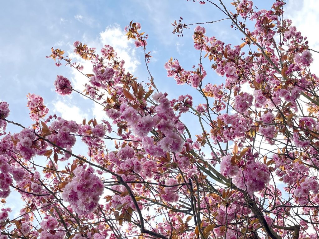 benbino, Blog, Garten, Gartenrückblick, Monatsrückblick, April 2025, Frühling, Frühlingsboten, Frühblüher