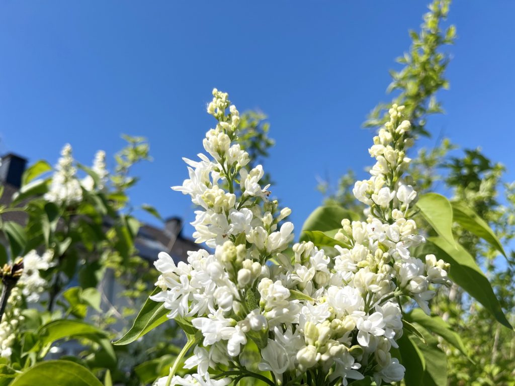 benbino, Blog, Garten, Gartenrückblick, Monatsrückblick, April 2025, Frühling, Frühlingsboten, Frühblüher
