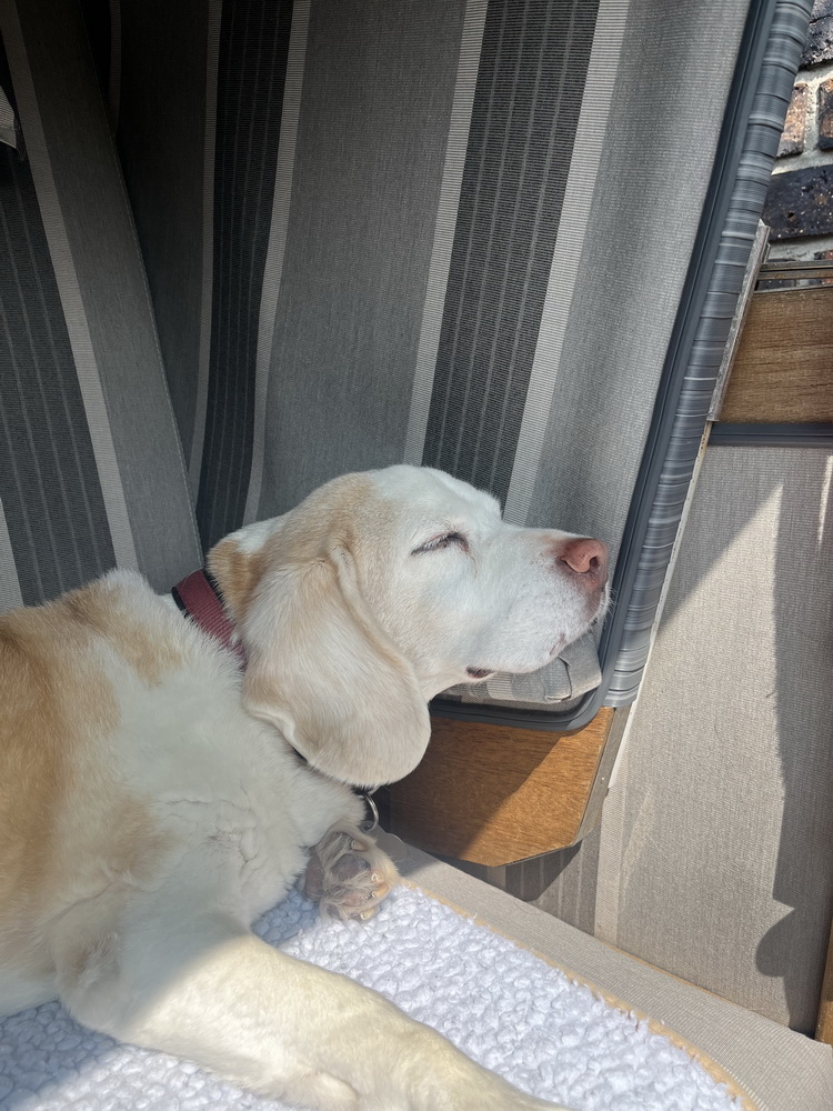 Sylt, 2025, Juni, Sylturlaub, Urlaub, Familienurlaub, Urlaub mit Hund, Westerland, Nordsee, Nordseeinsel, Sehnsuchtsort, Lieblingsinsel, benbino