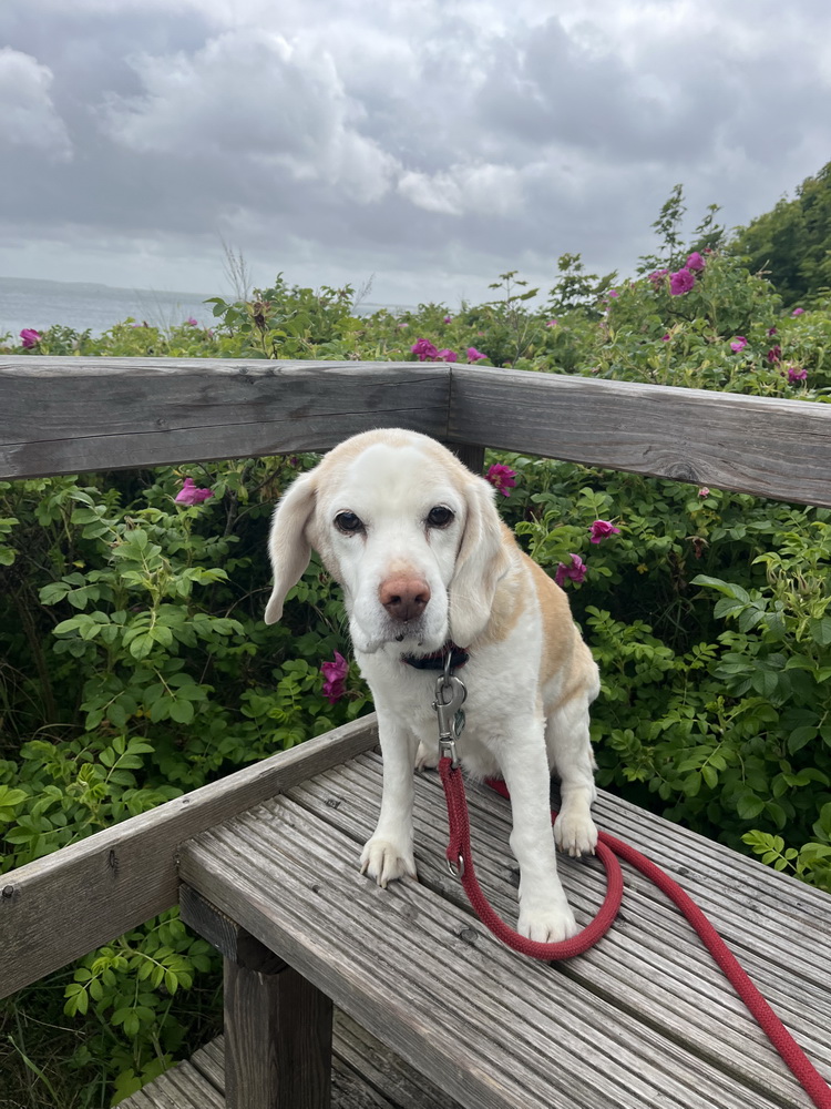 Sylt, 2025, Juni, Sylturlaub, Urlaub, Familienurlaub, Urlaub mit Hund, Westerland, Nordsee, Nordseeinsel, Sehnsuchtsort, Lieblingsinsel, benbino