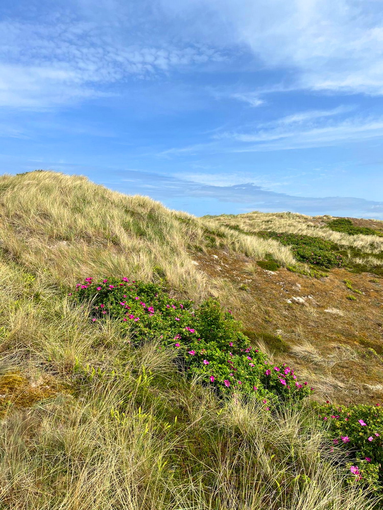 Sylt, 2025, Juni, Sylturlaub, Urlaub, Familienurlaub, Urlaub mit Hund, Westerland, Nordsee, Nordseeinsel, Sehnsuchtsort, Lieblingsinsel, benbino