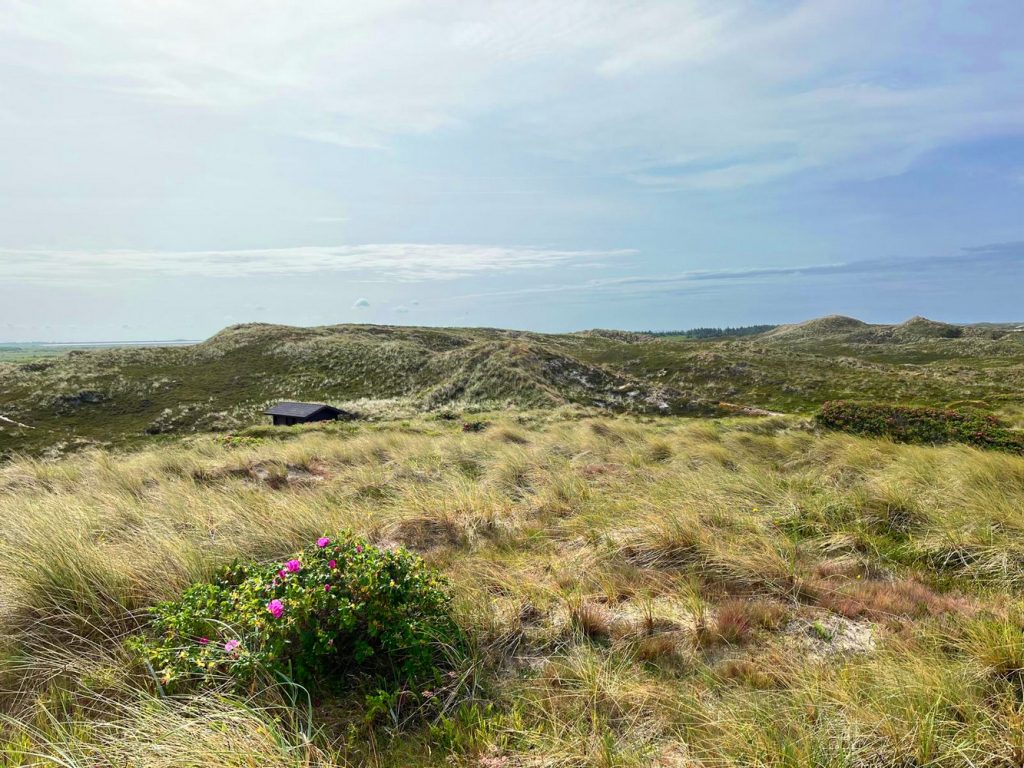 Sylt, 2025, Juni, Sylturlaub, Urlaub, Familienurlaub, Urlaub mit Hund, Westerland, Nordsee, Nordseeinsel, Sehnsuchtsort, Lieblingsinsel, benbino
