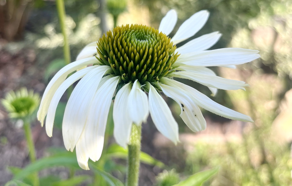 benbino, Blog, Garten, Gartenrückblick, Monatsrückblick, Juni 2025, Sommer, weißer Garten, Mondgarten, Sonnengarten