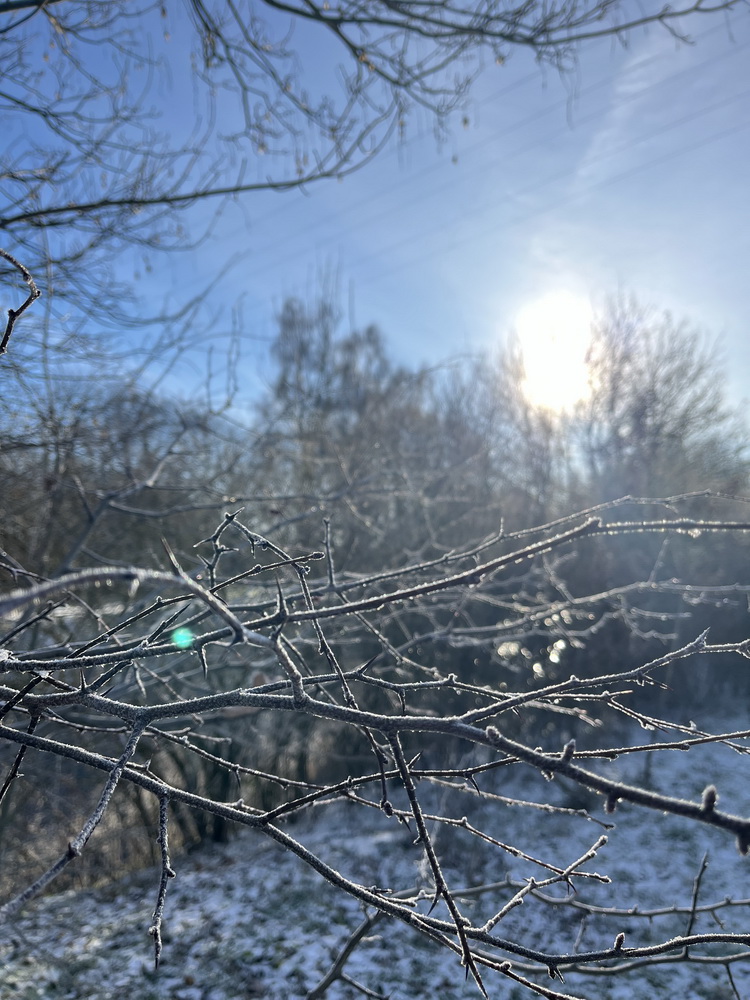 benbino Winter Schnee Puderzucker Sauerland Menden Kindergeburtstag Download Deko Herunterladen Beagle Hunderunde Winterwonderland Winterspaziergang blog Schneewanderung