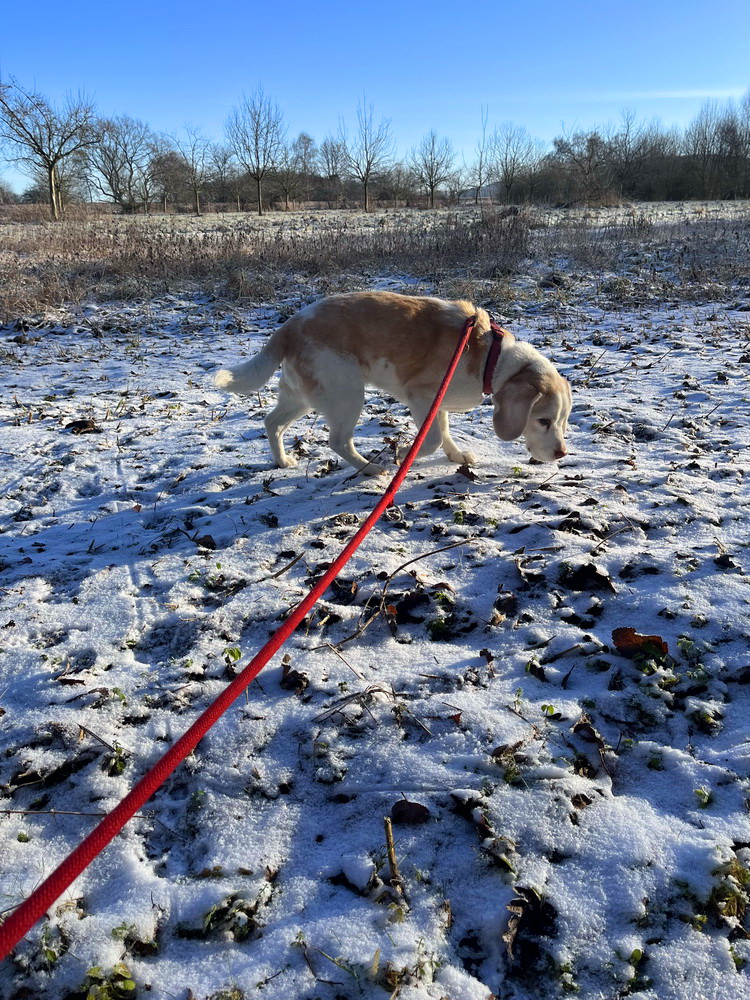 benbino Winter Schnee Puderzucker Sauerland Menden Kindergeburtstag Download Deko Herunterladen Beagle Hunderunde Winterwonderland Winterspaziergang blog Schneewanderung