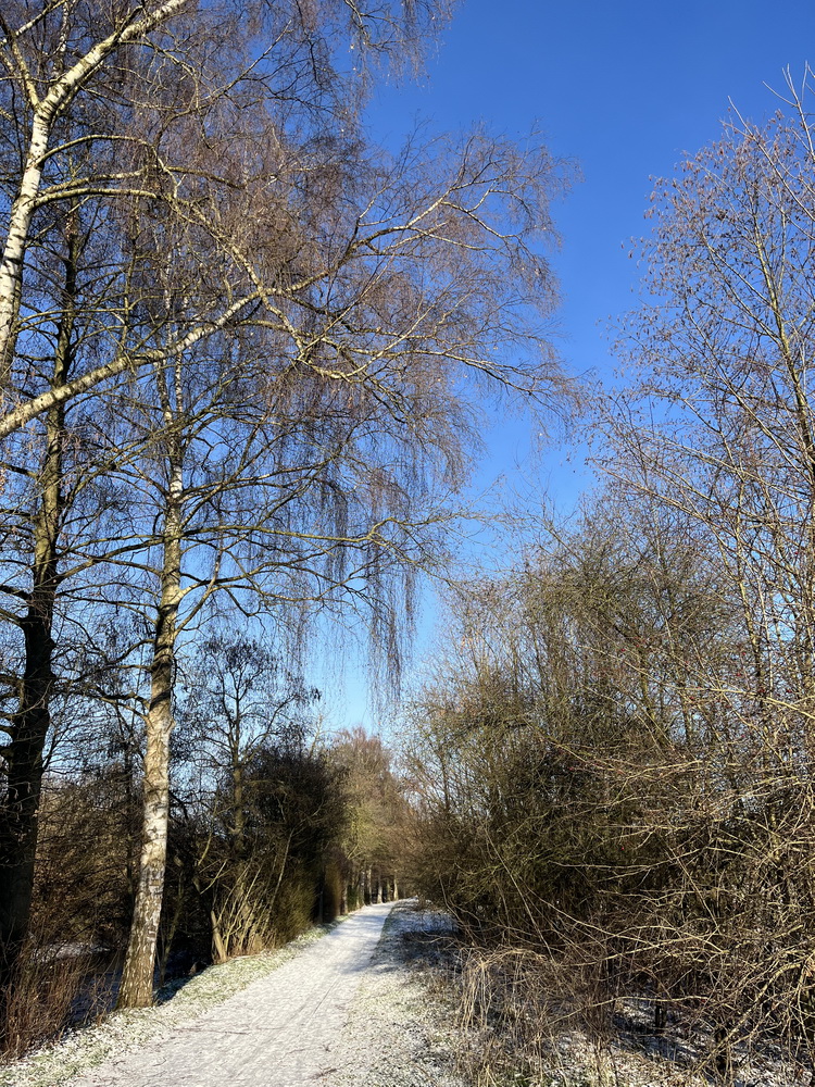 benbino Winter Schnee Puderzucker Sauerland Menden Kindergeburtstag Download Deko Herunterladen Beagle Hunderunde Winterwonderland Winterspaziergang blog Schneewanderung