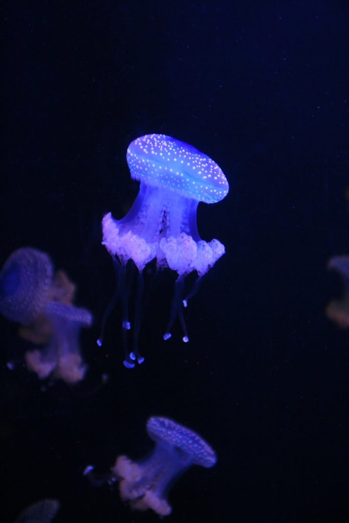 Portugal Lissabon Urlaub Sommerurlaub Algarve benbino Reisebericht