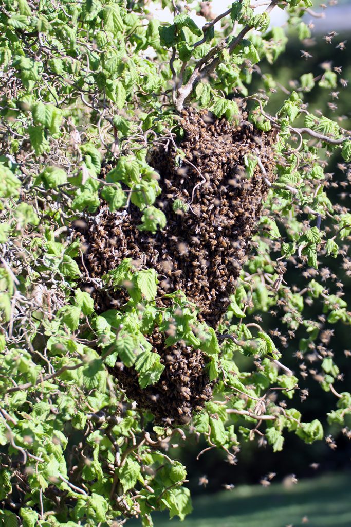 Bienen, Bienenschwarm, schwärmen, Bienenkönigin, Späherinnen, Bienentraube, Bienenschwarm im Garten, Bienenbart, benbino