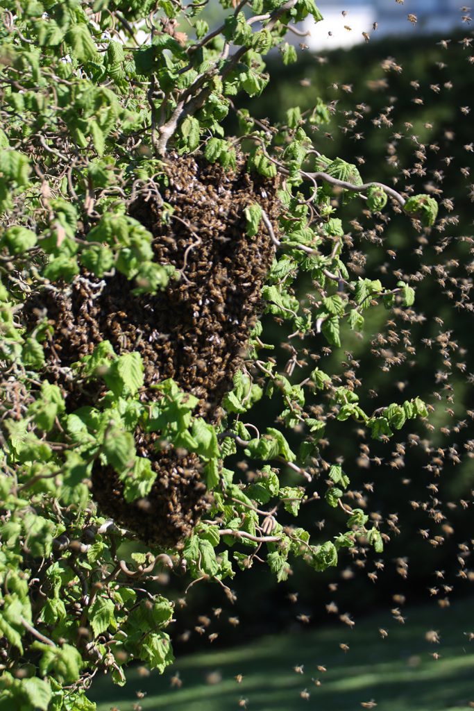 Bienen, Bienenschwarm, schwärmen, Bienenkönigin, Späherinnen, Bienentraube, Bienenschwarm im Garten, Bienenbart, benbino