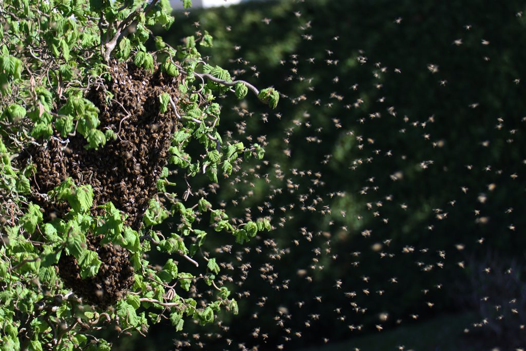 Bienen, Bienenschwarm, schwärmen, Bienenkönigin, Späherinnen, Bienentraube, Bienenschwarm im Garten, Bienenbart, benbino