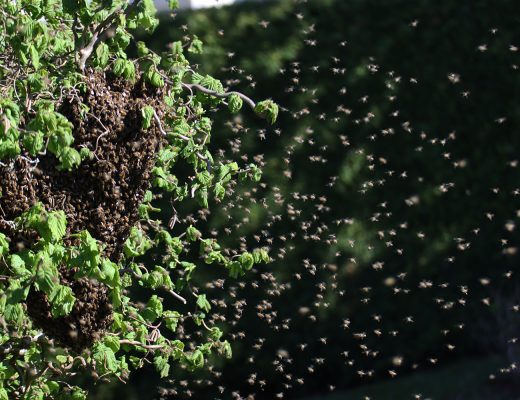 Bienen, Bienenschwarm, schwärmen, Bienenkönigin, Späherinnen, Bienentraube, Bienenschwarm im Garten, Bienenbart, benbino