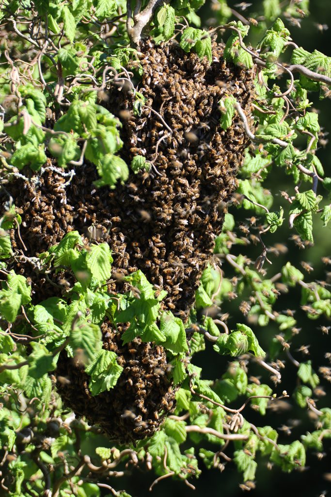 Bienen, Bienenschwarm, schwärmen, Bienenkönigin, Späherinnen, Bienentraube, Bienenschwarm im Garten, Bienenbart, benbino