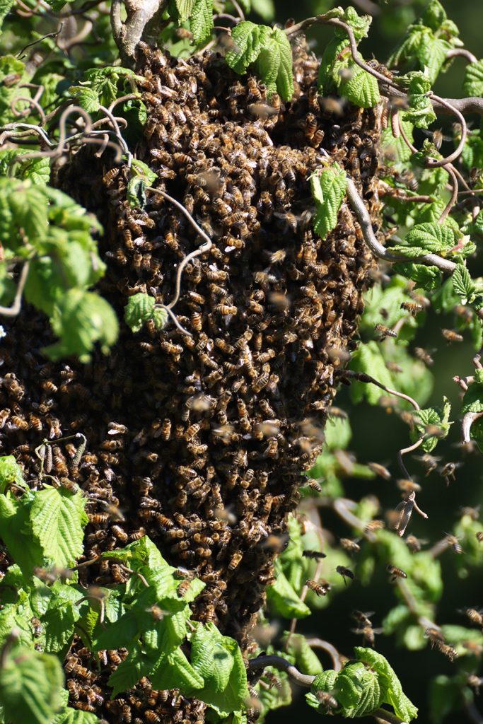 Bienen, Bienenschwarm, schwärmen, Bienenkönigin, Späherinnen, Bienentraube, Bienenschwarm im Garten, Bienenbart, benbino